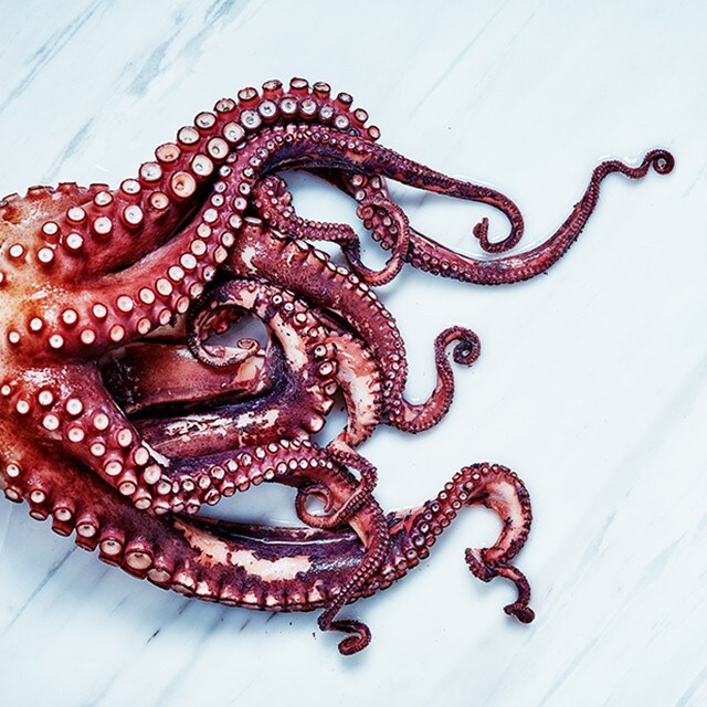 Octopus