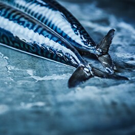 Mackerel