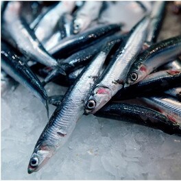 Anchovies