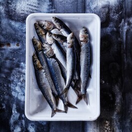 Sardines