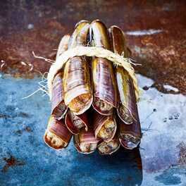 Razor clams