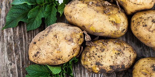 Raw potatoes with leaves and flowers on a wooden table
