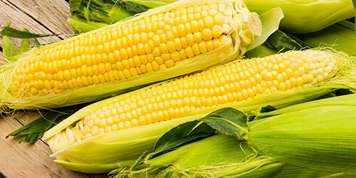 Ears of freshly harvested yellow sweet corn