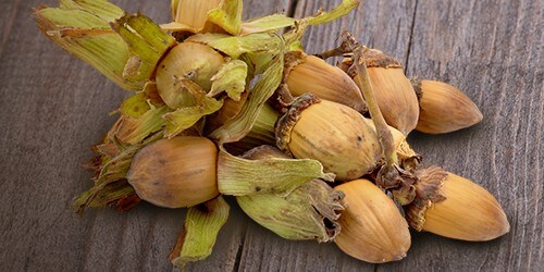 cobnuts image