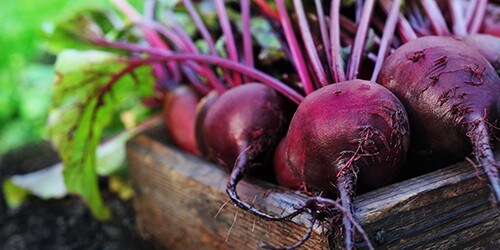 Fresh harvested beetroots in wooden crate