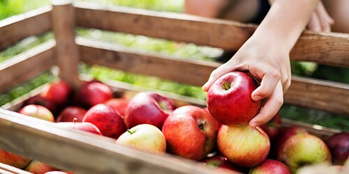 A close-up of a child's hand putting an apple in a wooden box in orchard.