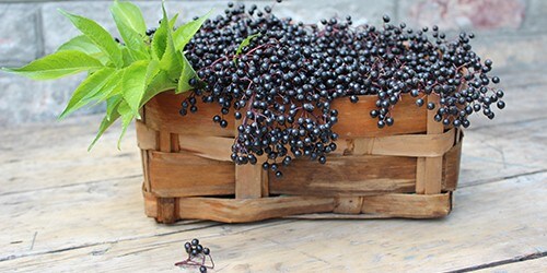 Ripe elderberry fruits in a wicker basket