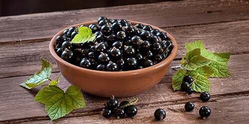 Berries of blackcurrant. Blackcurrant in a bowl isolated on a wooden background. Copy space.