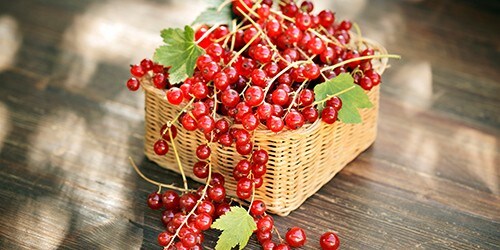 Harvested red currant berries in a small basket