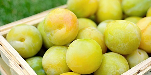 Basket full of the picked greengage or green plums on the ground in lawn.