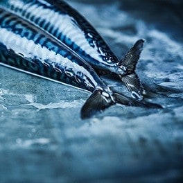 Mackerel Mackerel