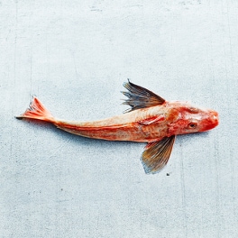 Gurnard Gurnard