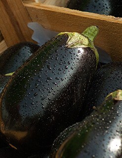 Aubergine Aubergine