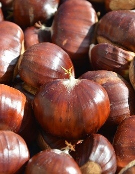 Chestnut Chestnut