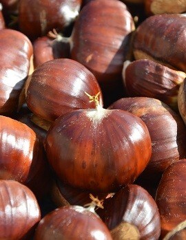 Chestnut Chestnut