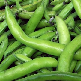 Broad Beans Broad Beans