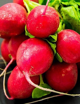 Radish Radish