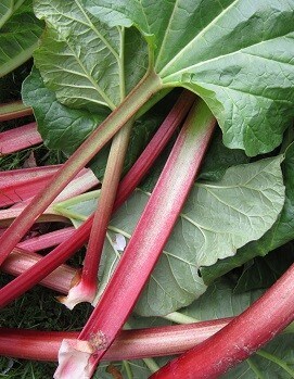 Rhubarb Rhubarb