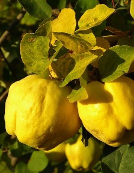 Quinces Quinces