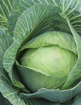 Cabbage Cabbage