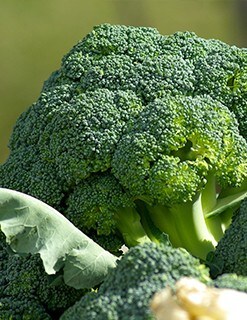 Broccoli Broccoli