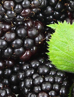 Blackberry Blackberry