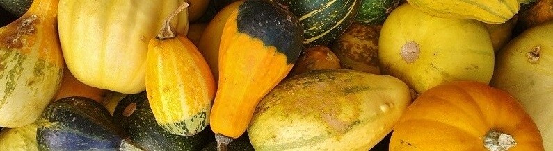 Pumpkin season has started!