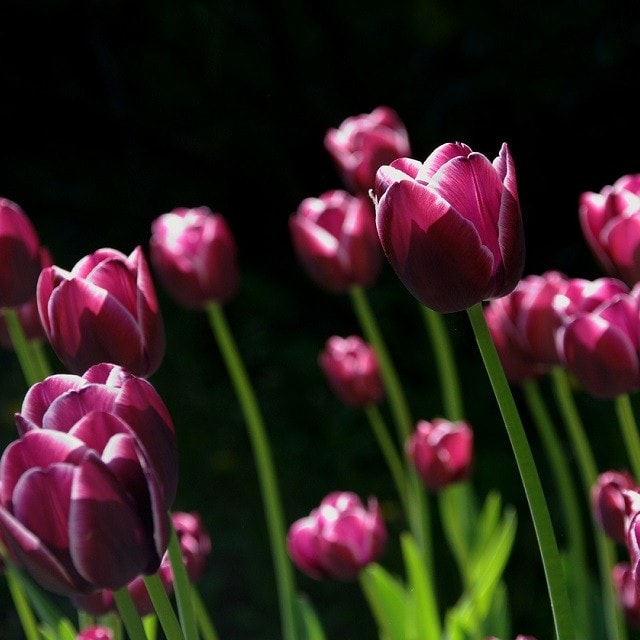 Spring inspiration